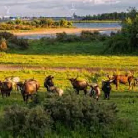 Waterland Apartman Ooltgensplaat