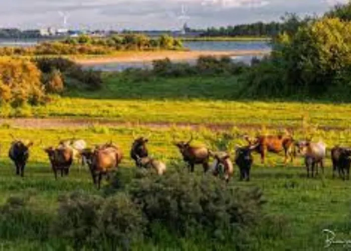 Waterland Apartman Ooltgensplaat